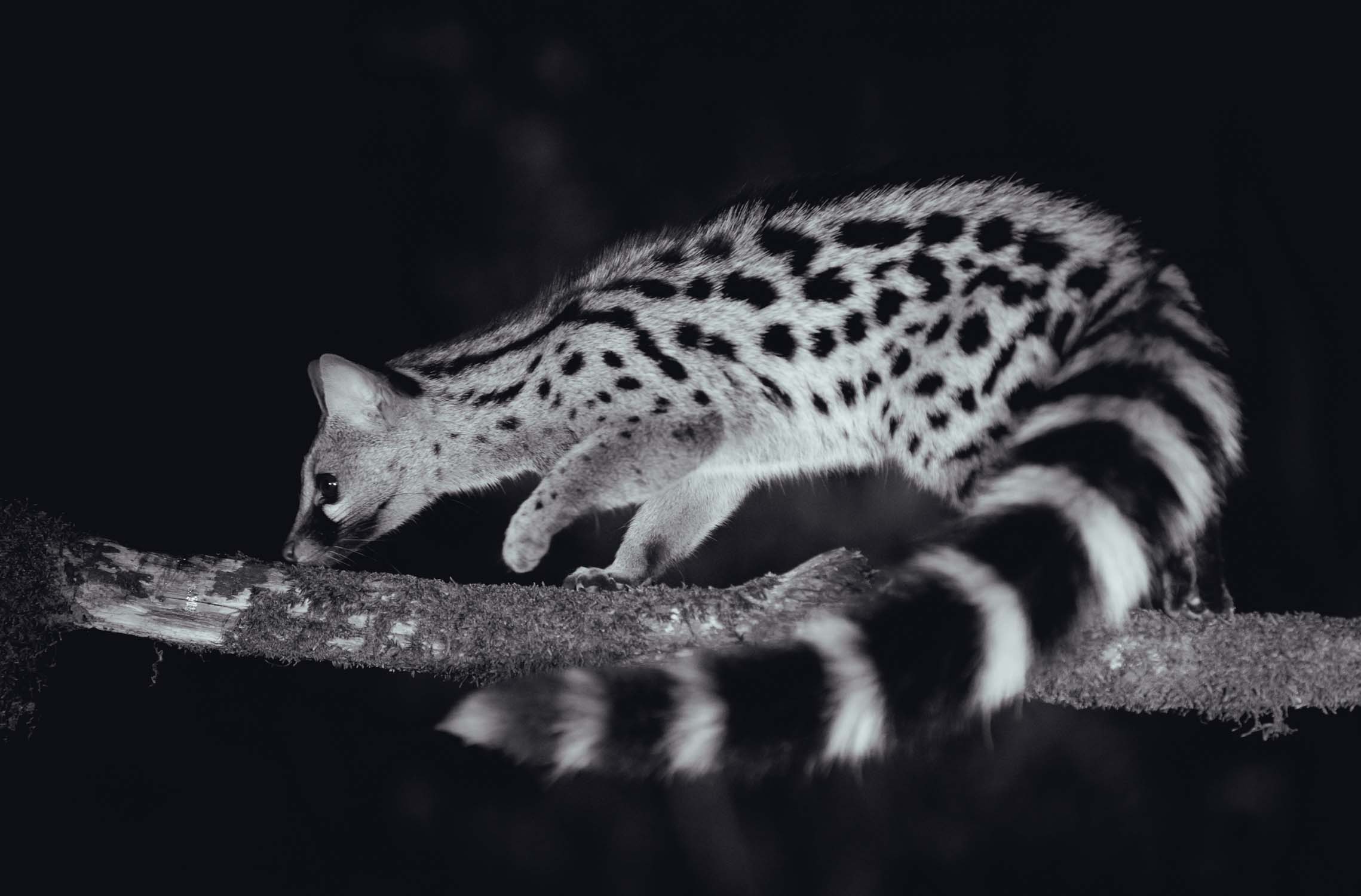 FOTOGRAFÍA NOCTURNA DE FAUNA SALVAJE CON LUZ CONTINUA