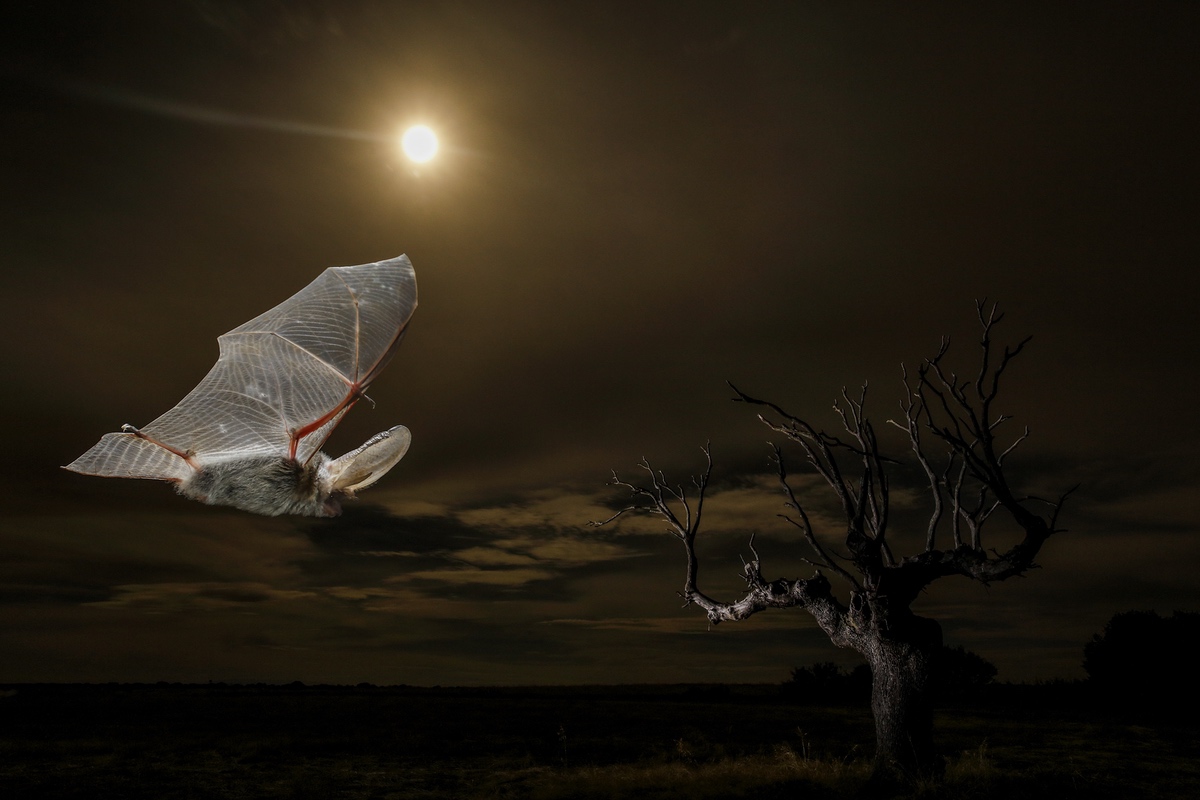 La magia de la noche