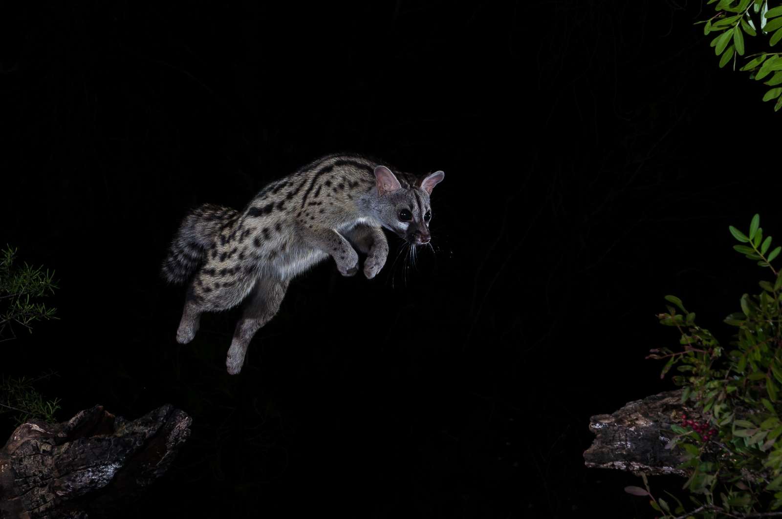 Cómo fotografiar fauna nocturna